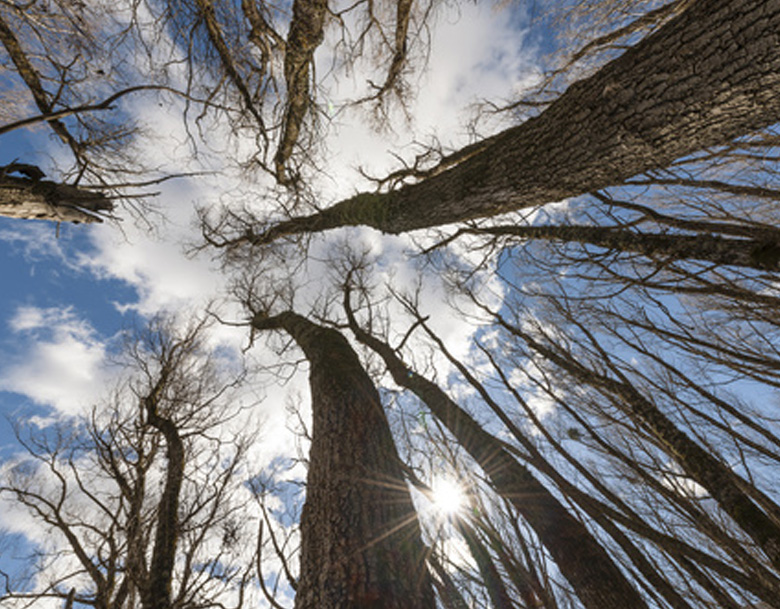 beech trees from below