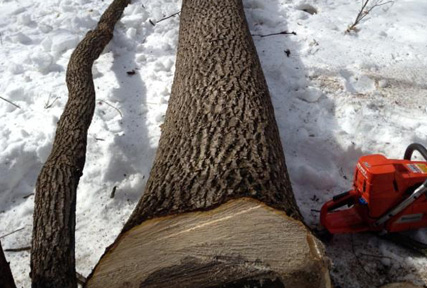 cut tree trunk