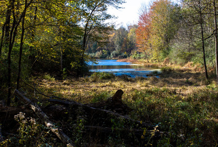 Indiana wildlife forest