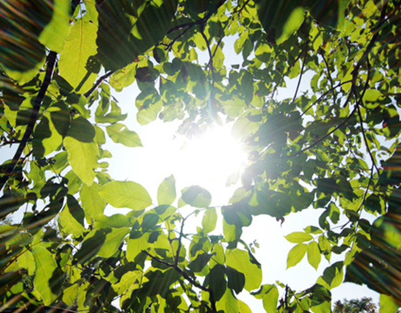 walnut tree branch with leaves